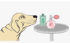 Honden Shampoo, parfum en Reinigingsmiddelen